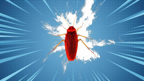 Kakkerlakken zonder hoofd en kontademen